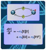 2021 sgs biochemical reaction networks leipzig image dickenstein.2019.10.09 %281%29